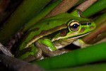 210px-Litoria_aurea_green